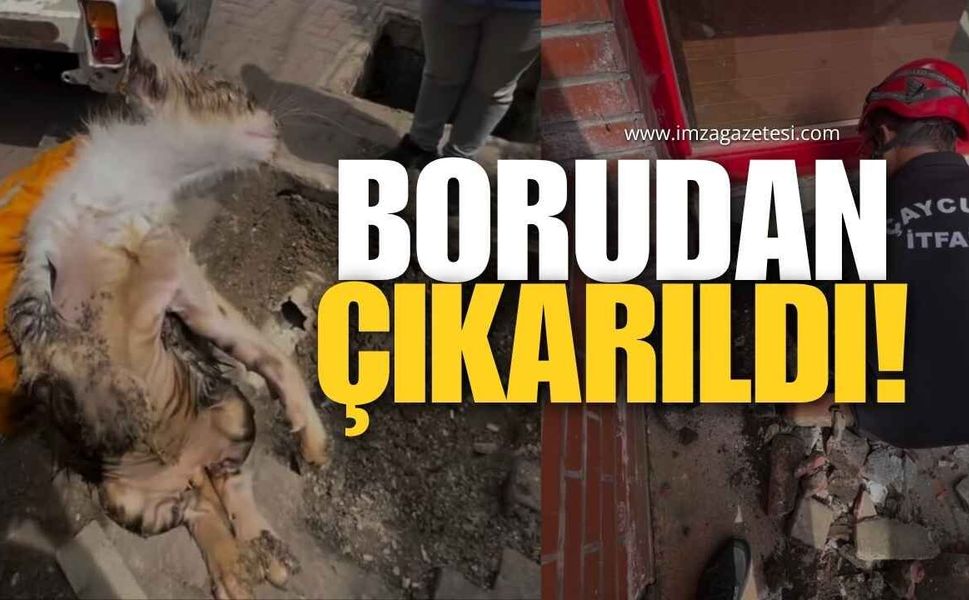 Can Dostumuz Borudan Çıkartıldı!