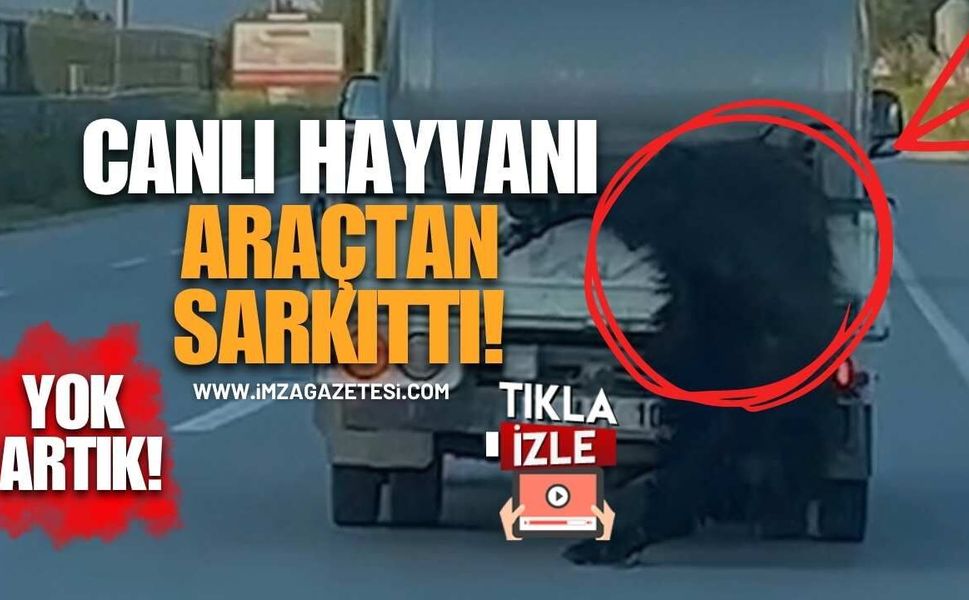 Canlı Hayvanı Araçtan Sarkıttı! Tepki Çeken Sürücüye Ceza Yağdı!