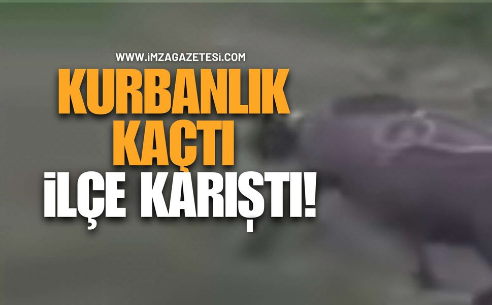 Kurbanlık Koyun İlçeyi Ayağa Kaldırdı: Belediye Anonsla Aradı!