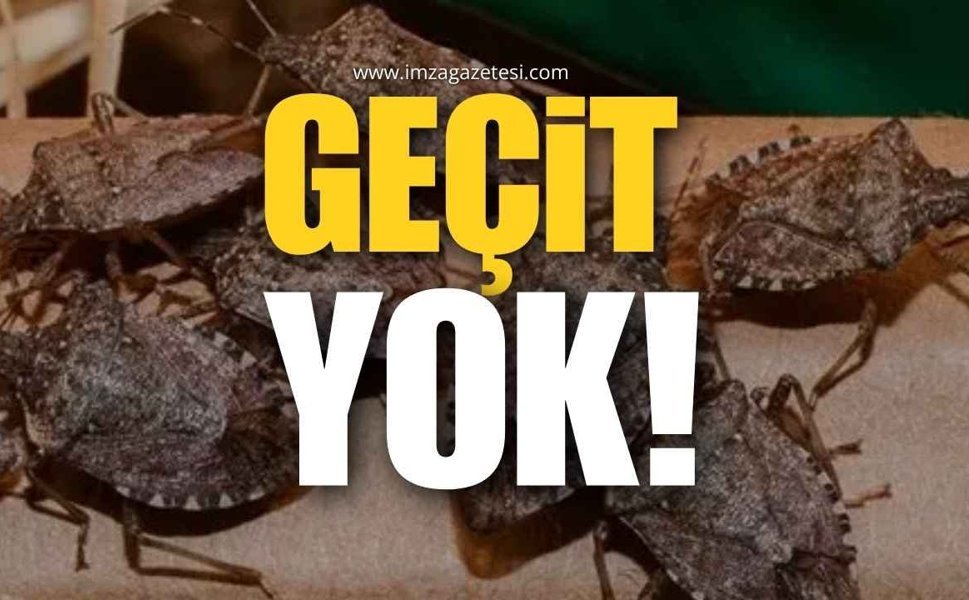 Kahverengi Kokarcaya Geçit Yok!