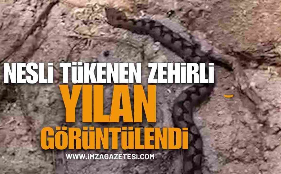 Batı Karadeniz'de Nesli Tehlike Altında olan Zehirli yılan görüntülendi!