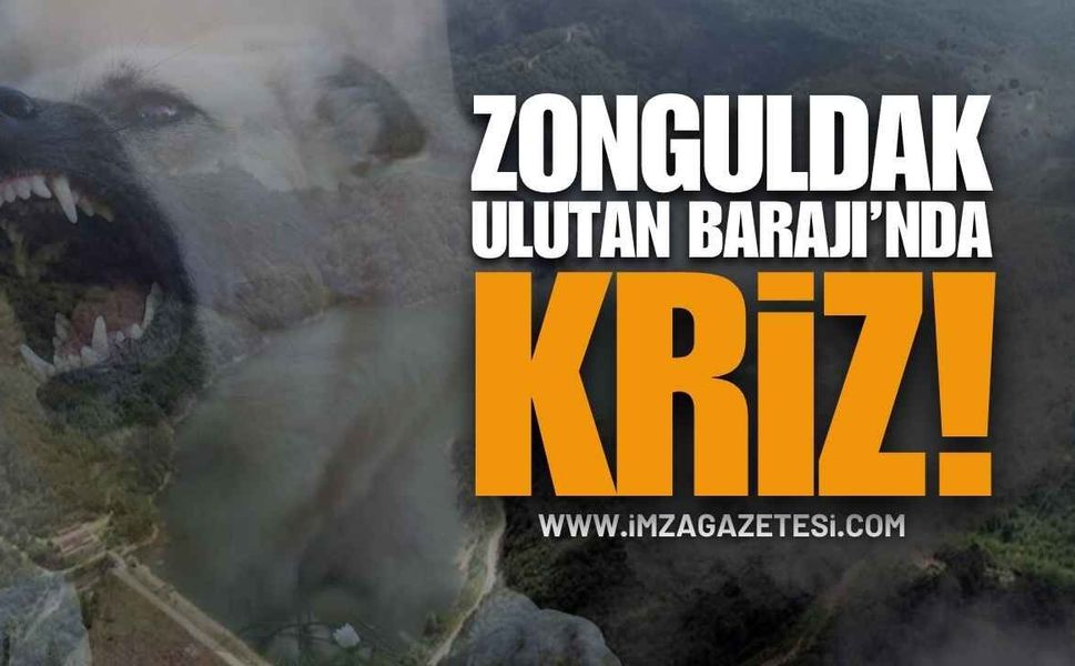 Zonguldak Ulutan Barajı'nda Köpek Krizi!
