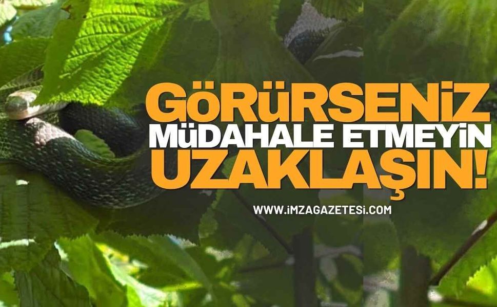 Görürseniz Müdahale Etmeyin Uzaklaşın!