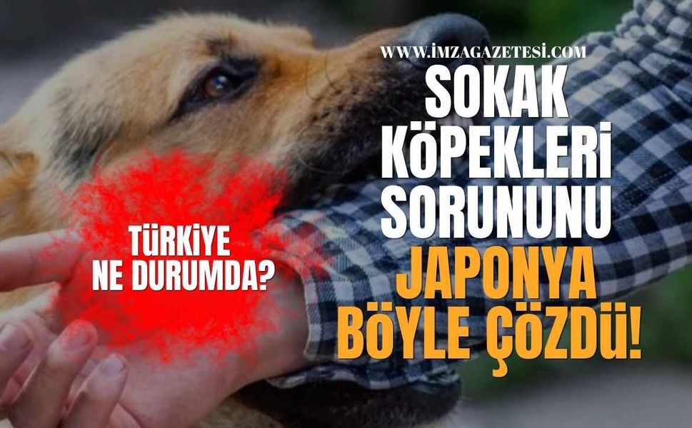 Sokak Köpekleri sorununu Japonya böyle Çözdü, Türkiye ne durumda?