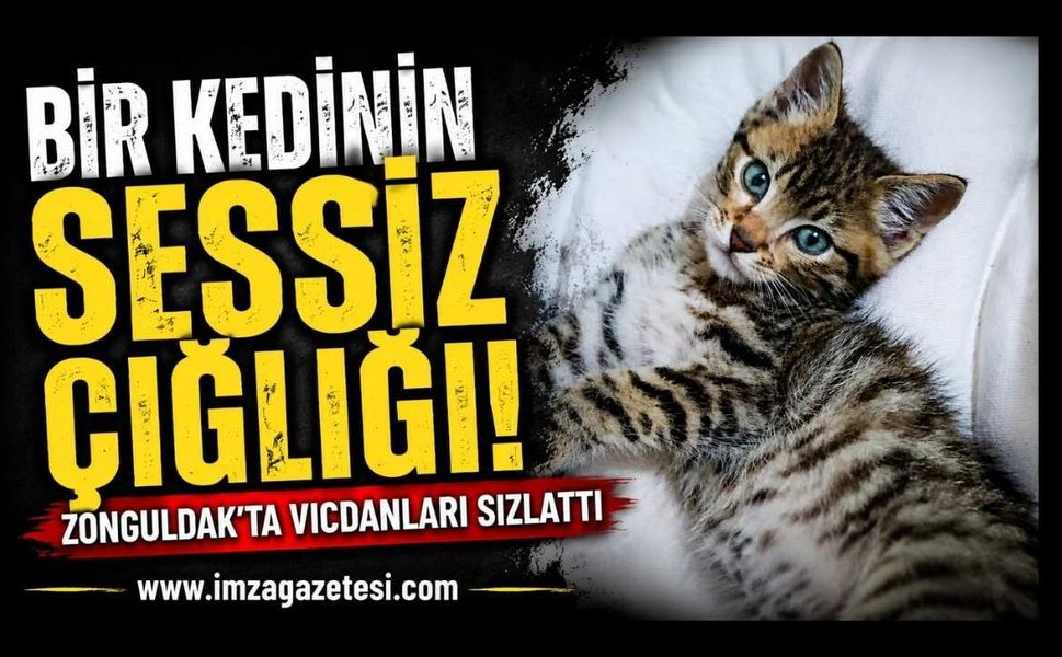 Bir Kedinin Sessiz Çığlığı! Zonguldak'ta Vicdanları Sızlattı!