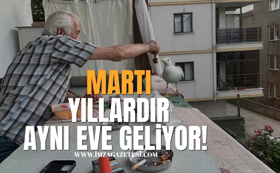 Balkonun Müdavimi Martı Yıllardır Aynı Eve Geliyor