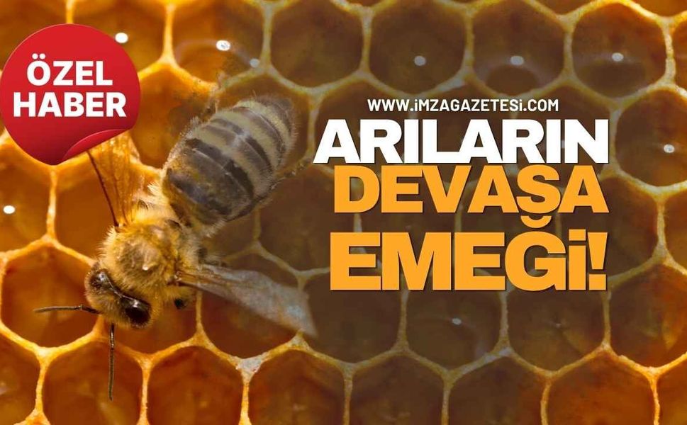 Zonguldak’ta Arıların Devasa Emeği!