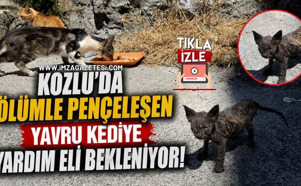 Kozlu'da Ölümle Pençeleşen Yavru Kediye Yardım Eli Bekleniyor!