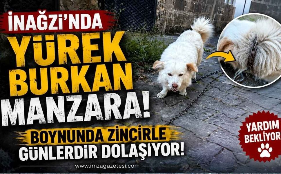 İnağzı'nda Yürek Burkan Manzara! Boynunda Zincirle Günlerdir Dolaşıyor!