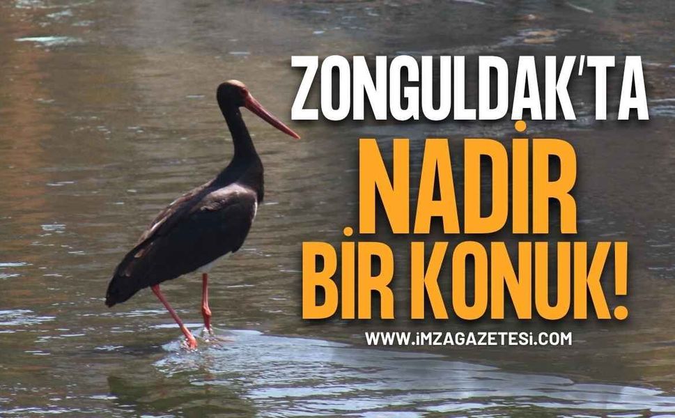 Zonguldak'ta Nadir Bir Konuk: Kara Leylek Üzülmez Deresi'nde Görüntülendi