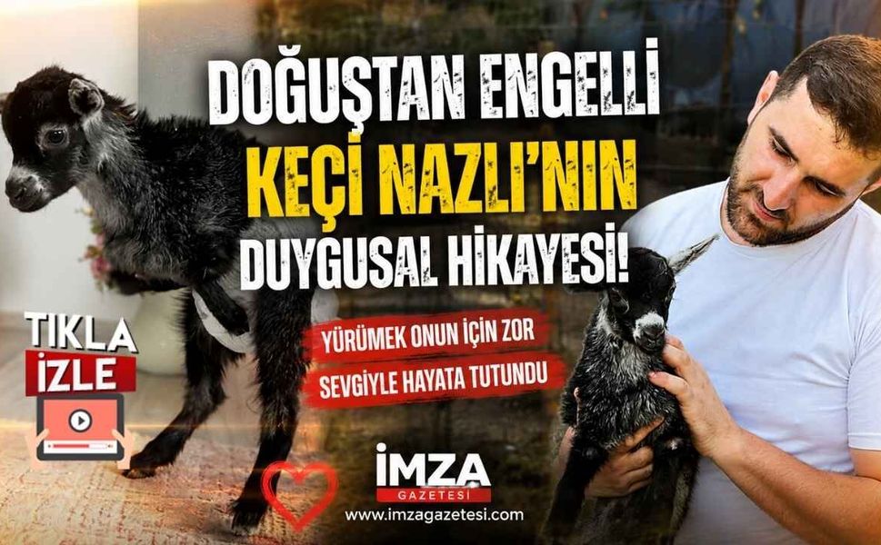 Doğuştan Engelli Keçi Nazlı'nın Duygusal Hikayesi!