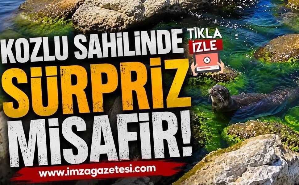 Kozlu Sahilinde Sürpriz Misafir! Sevimli Su Samuru Kameralara Böyle Yansıdı