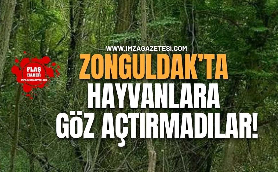 Zonguldak’ta Hayvanlara Göz Açtırmadılar!