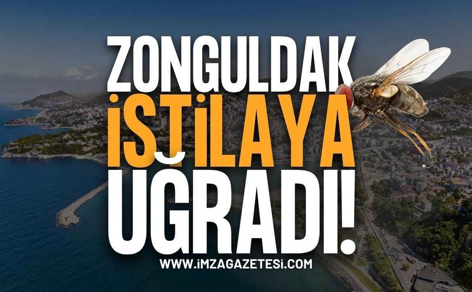 Zonguldak Sinek İstilasına Uğradı!