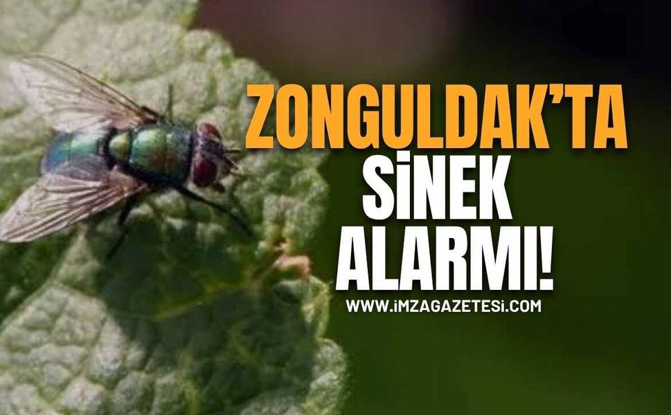 Zonguldak'ta Sinek Alarmı! "Ne Cam Açabiliyoruz Ne Balkona Çıkabiliyoruz"