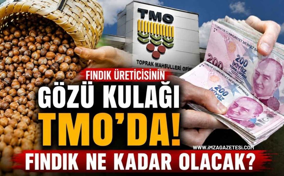 Fındık Üreticisinin Gözü Kulağı TMO’da! Fındık Ne Kadar Olacak?