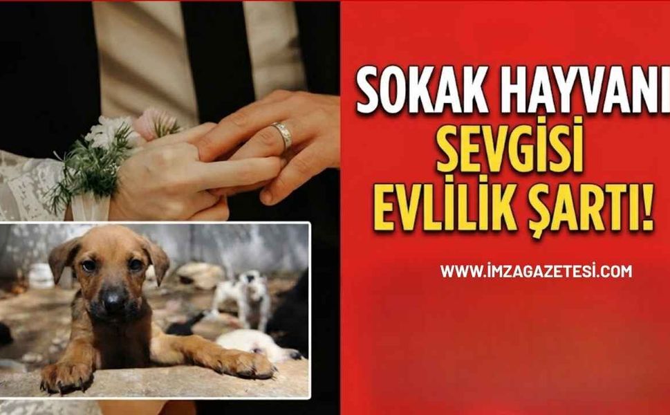 Sokak hayvanı sevgisi evlilik şartı!