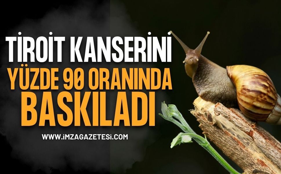 Salyangoz Mucizesi: Tiroit Kanserini Yüzde 90 Oranında Baskıladı