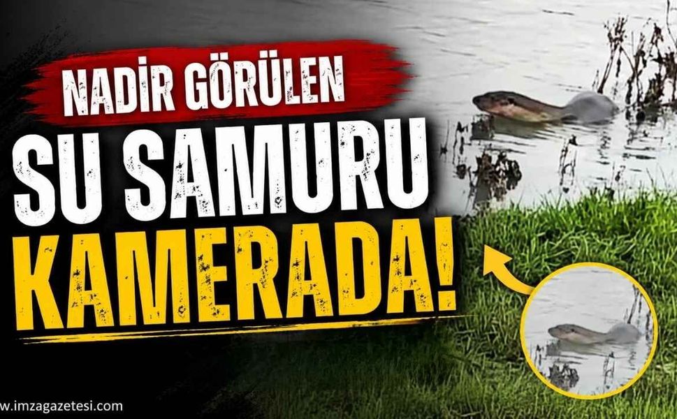 Nadir Görülen Su Samuru Kamerada!