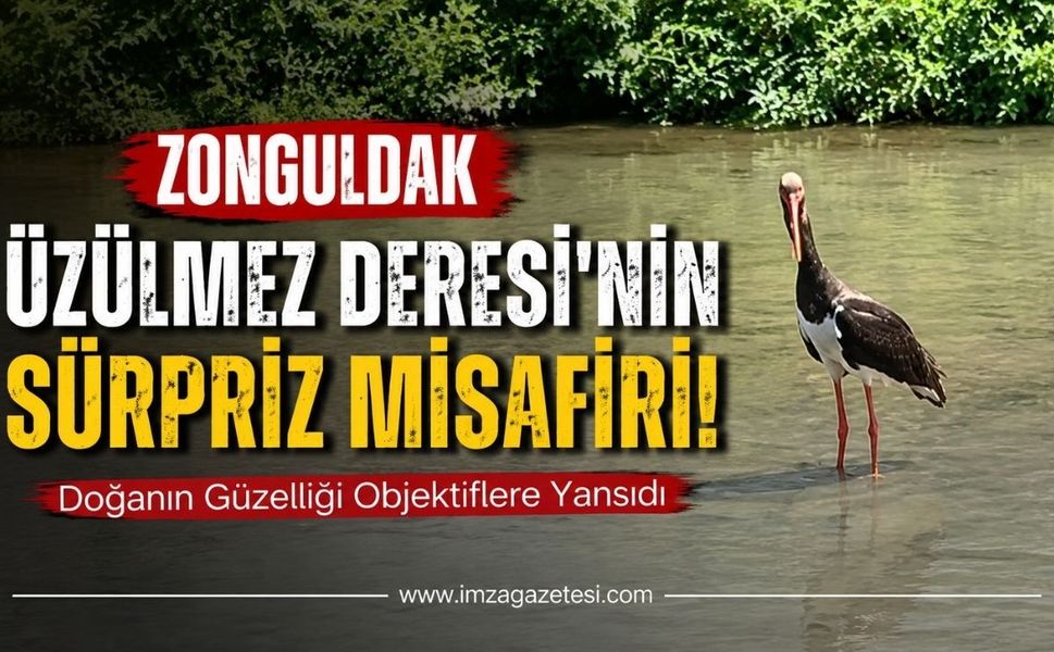 Zonguldak Üzülmez Deresi'nin Sürpriz Misafiri
