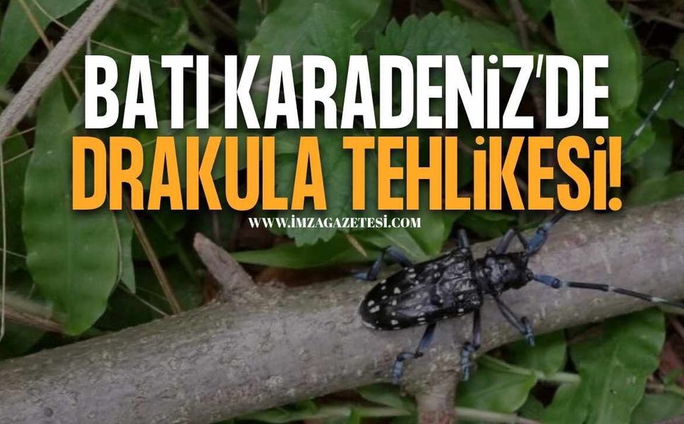 Drakula, Doğu ve Doğu Karadeniz'den Sonra Batı Karadeniz'de!