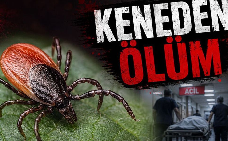 Türkiye'nin Kabusu Geri Geldi! Keneden Batı Karadeniz'de Ölüm!