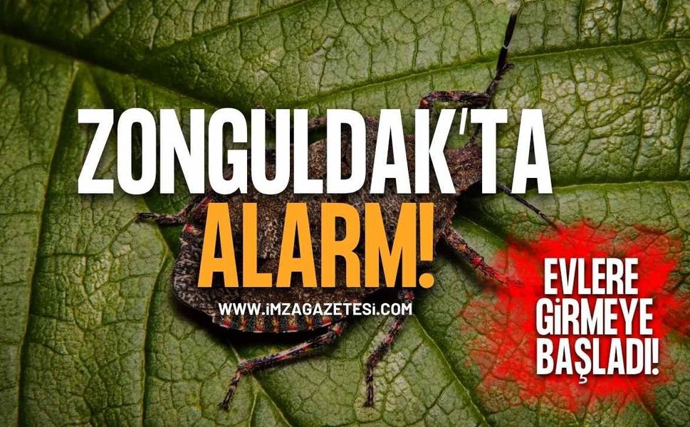Zonguldak'ta Kokarca Alarmı! Evlere Girmeye Başladı!