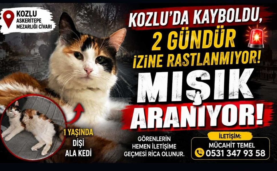 Kozlu’da Kayboldu, 2 Gündür İzine Rastlanmıyor! Mışık Aranıyor!