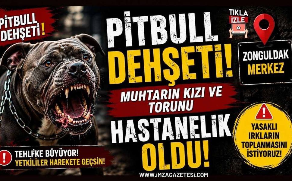 Zonguldak'ta Pitbull D*hşeti! Muhtarın Kızı ve Torunu Hastanelik Oldu!