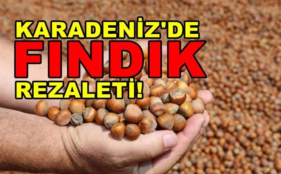 Karadeniz’de Fındık rezaleti!