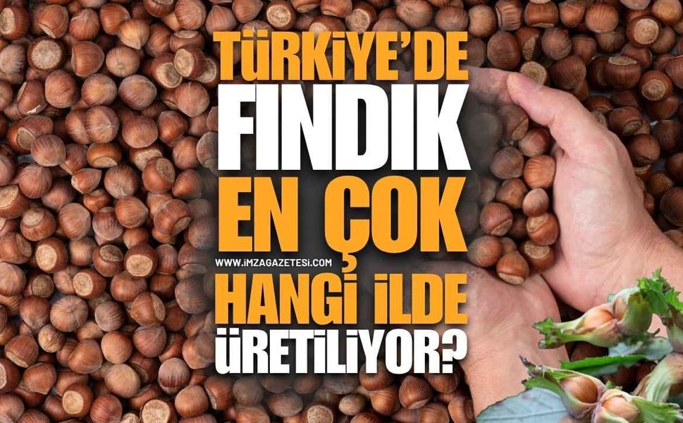 Türkiye'de Fındık En Çok Hangi İlde Üretiliyor?
