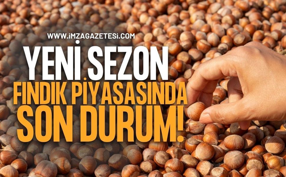 Yeni Sezon Fındık Piyasasında Son Durum! Serbest Piyasa ve TMO Fiyatları Ne Kadar?