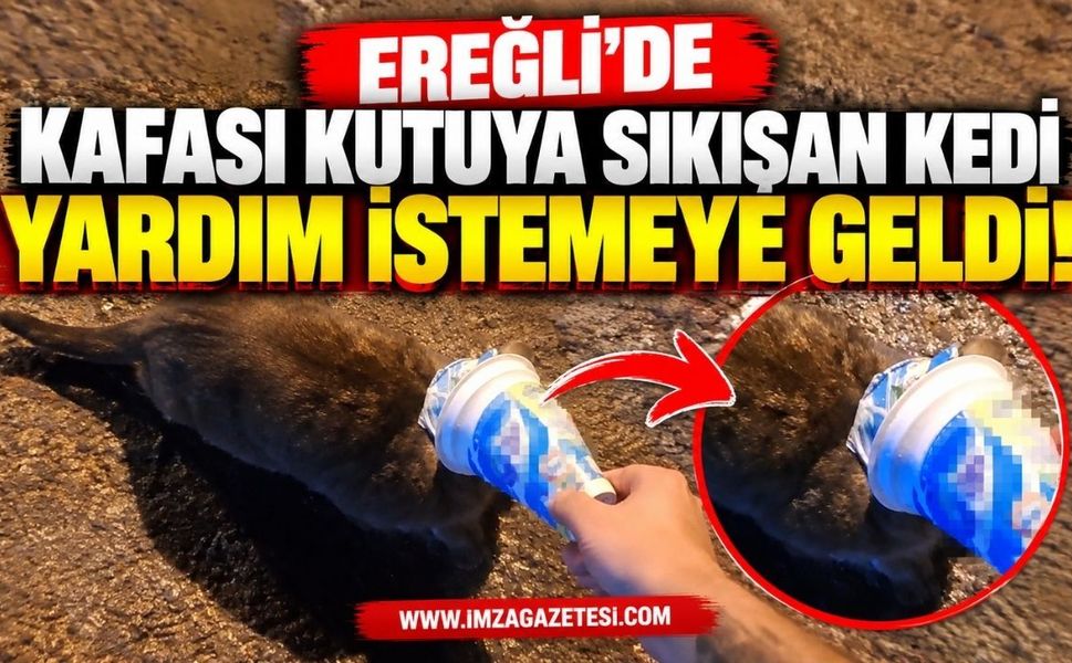 Ereğli'de Kafası Kutuya Sıkışan Kedi Yardım İstemeye Geldi