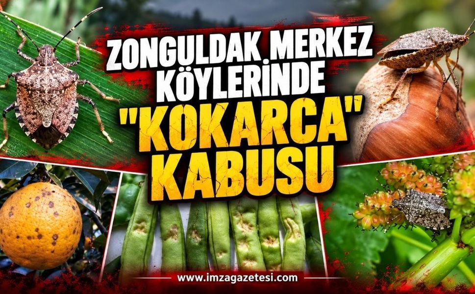Zonguldak Merkez Köylerinde "Kokarca" Kabusu: "Kıtlık Kaçınılmaz!"