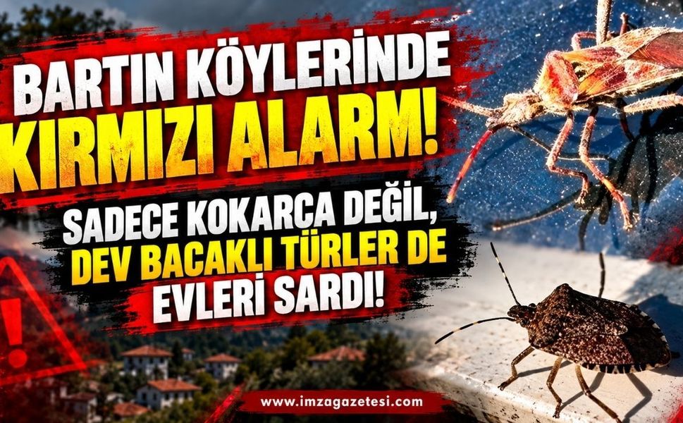 Bartın Köylerinde Kırmızı Alarm! Sadece Kokarca Değil, Dev Bacaklı Türler de Evleri Sardı!