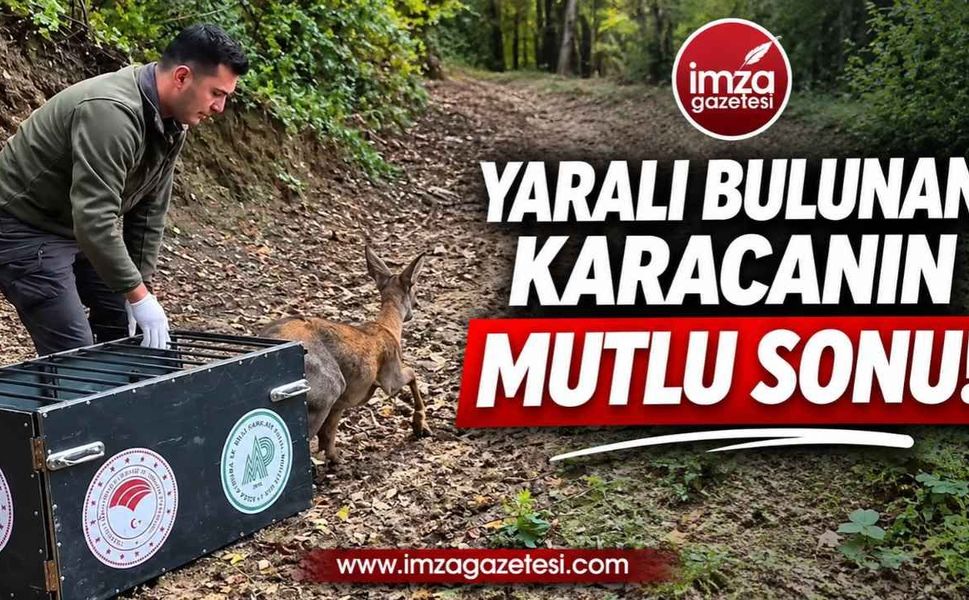 Yaralı Bulunan Karaca Kurtarıldı! Yeniden Doğaya Salındı