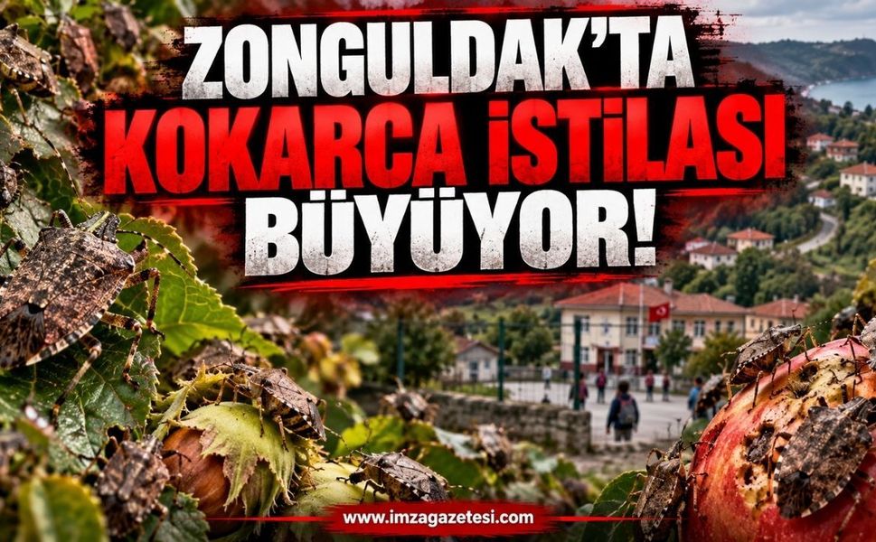 Zonguldak’ta Kokarca İstilası Büyüyor!
