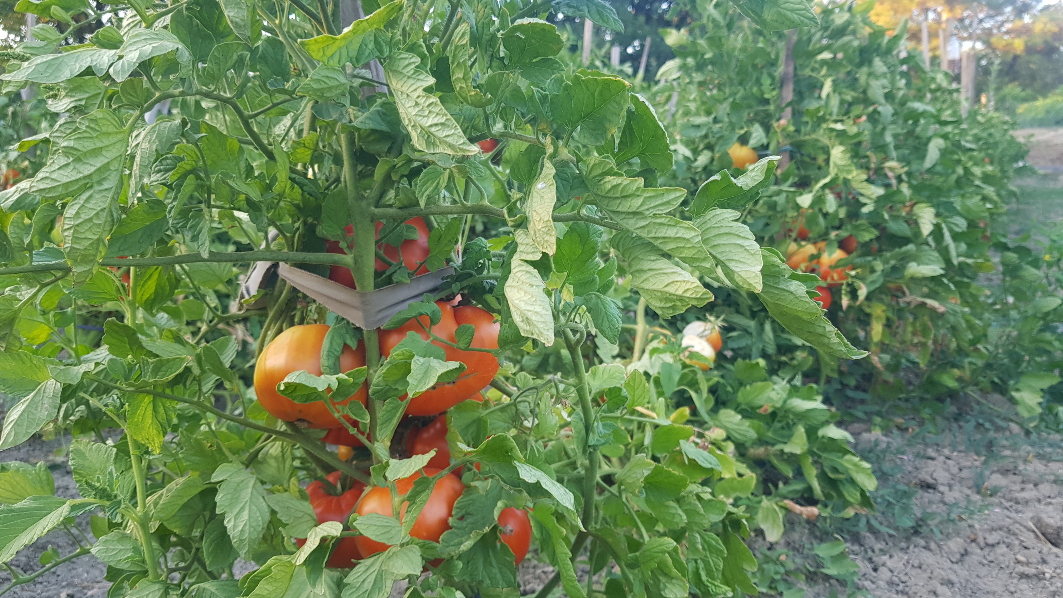 Coğrafi işaret tescilli maniye domatesi hasadı başladı! (2)