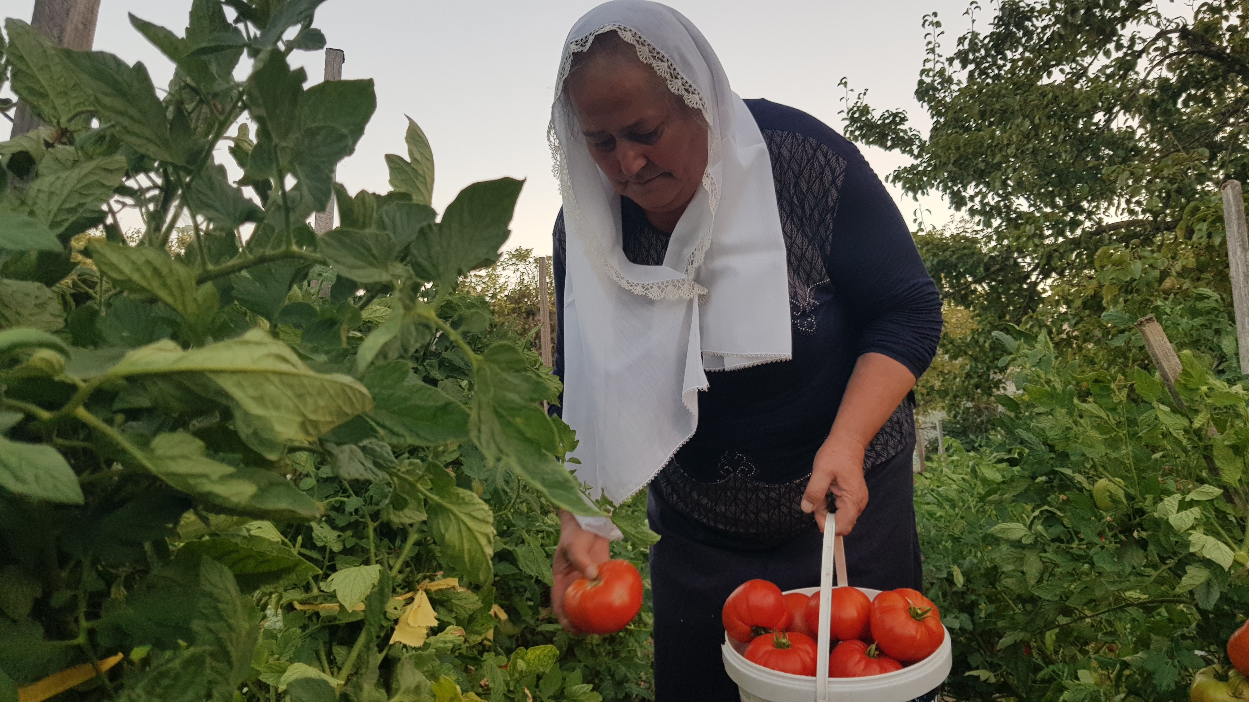 Coğrafi işaret tescilli maniye domatesi hasadı başladı! (3)