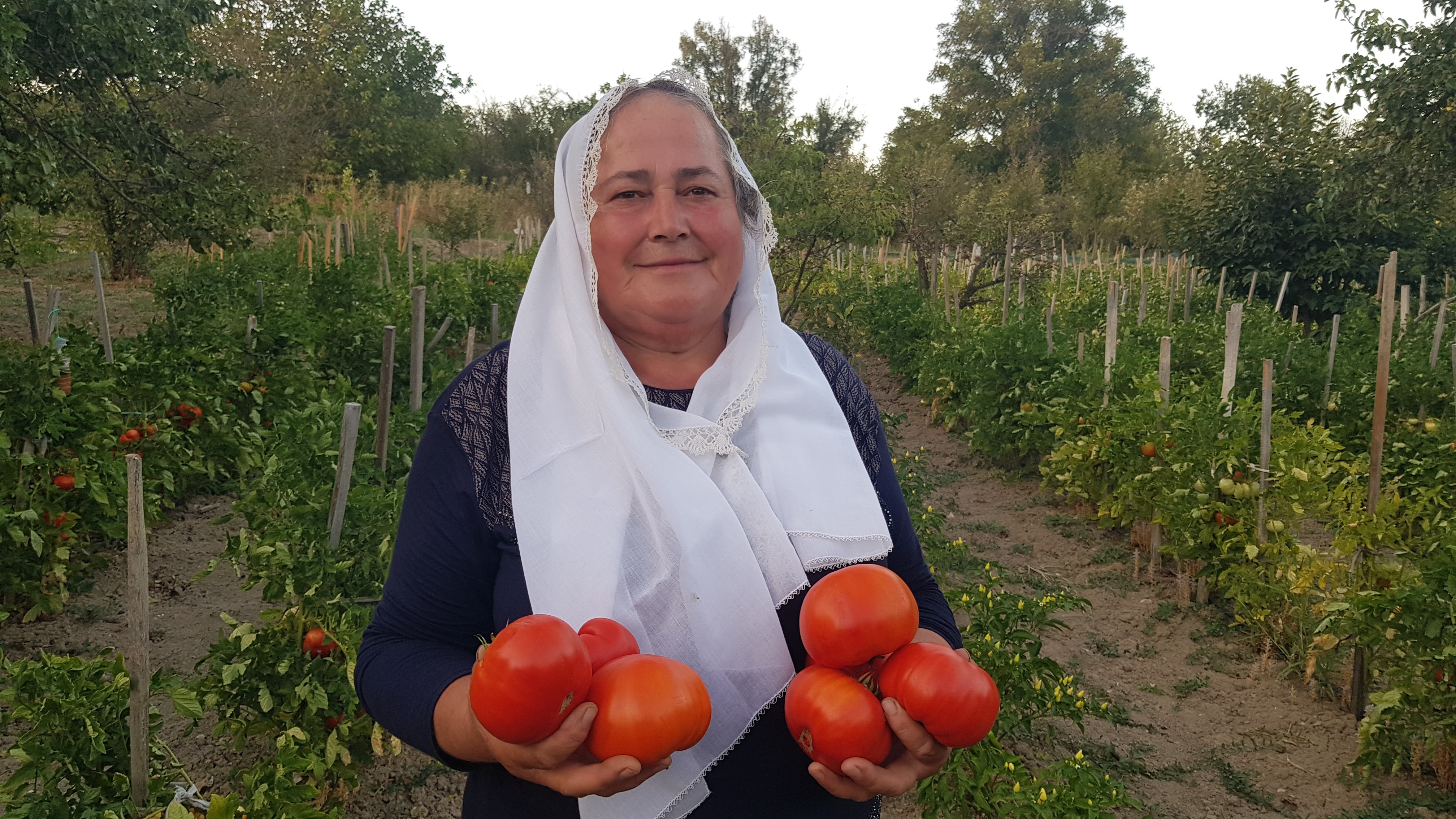 Coğrafi işaret tescilli maniye domatesi hasadı başladı!