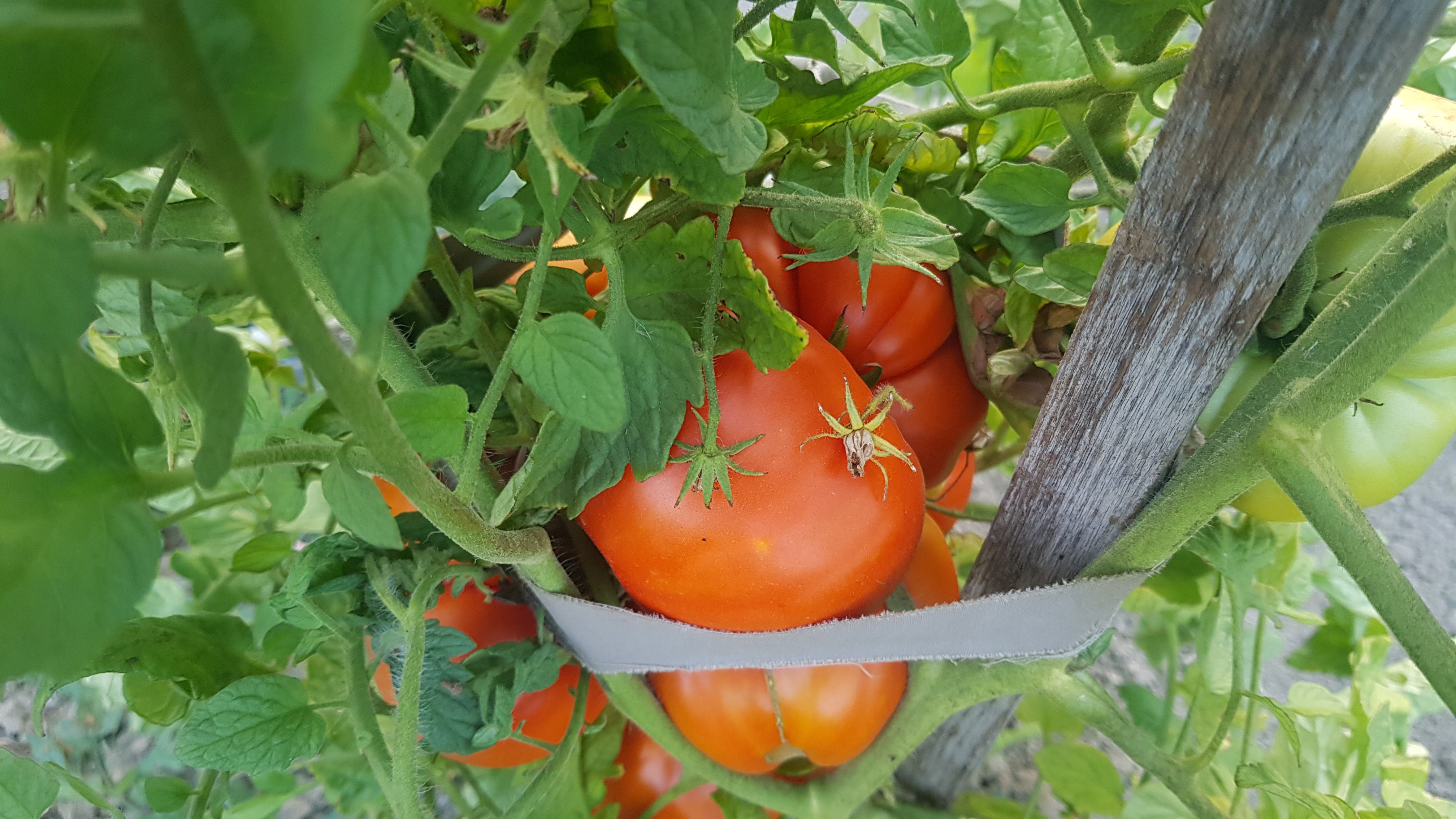 Coğrafi işaret tescilli maniye domatesi hasadı başladı!Coğrafi işaret tescilli maniye domatesi hasadı başladı!