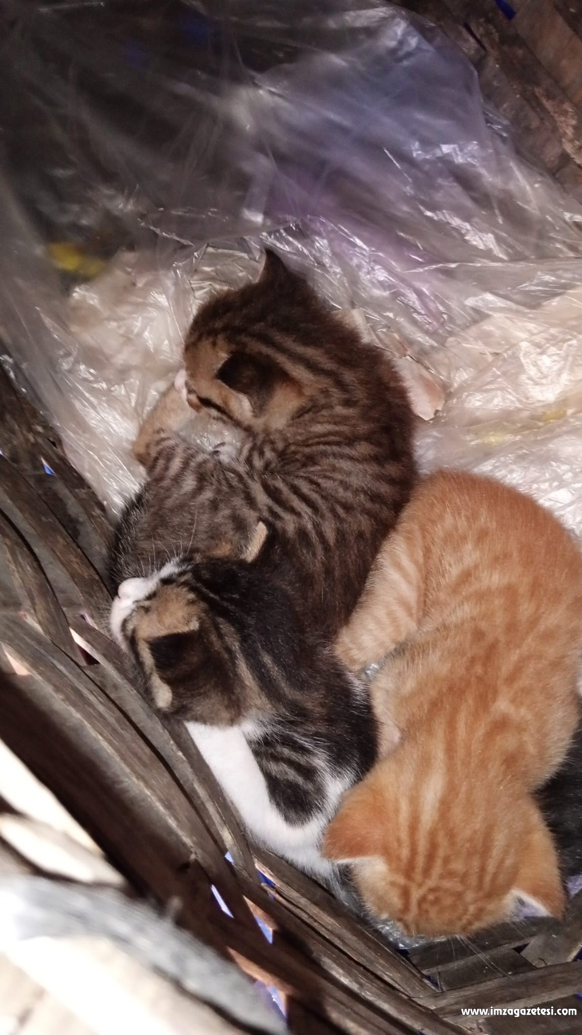 Market çalışanları yavru kediyi kurtardı!-1