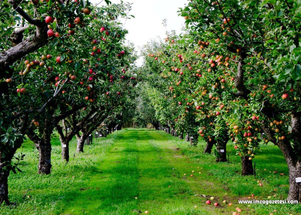 Zonguldak’ta kullanılmayan tarım alanı 50.7 bin hektar alan-1