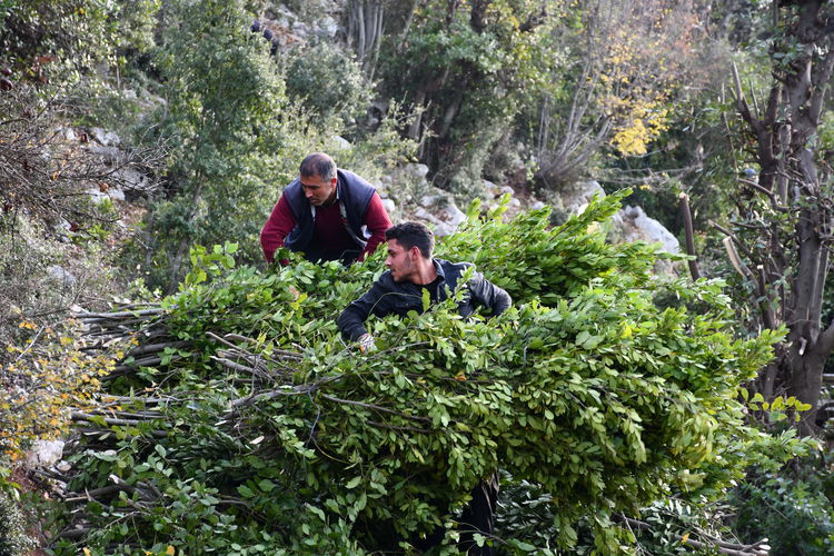 Batı Karadeniz Bölgesinde Zonguldak, Kastamonu, Sinop'ta Üretiliyor! (4)