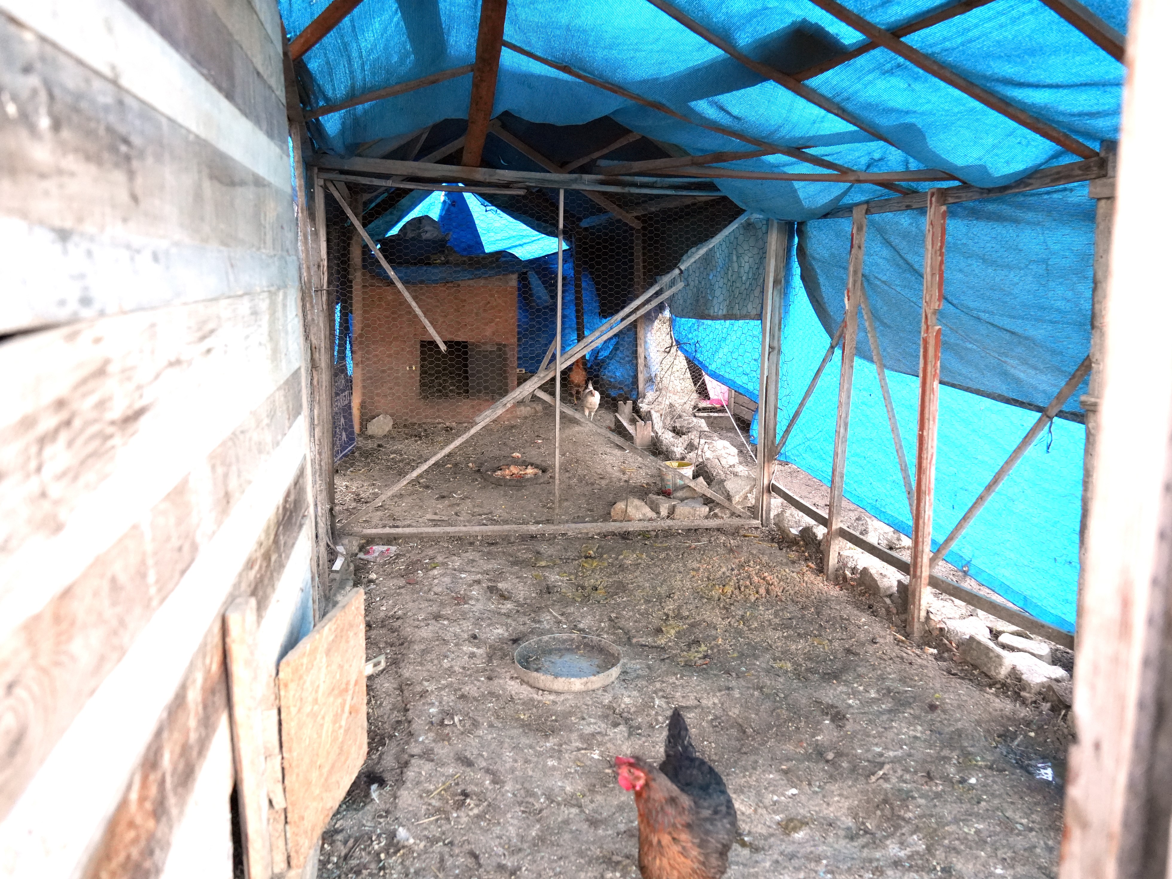 Kastamonu'da çiftlik hayali kuran kadının 40 tavuğu sokak köpeklerinin kurbanı oldu (5)