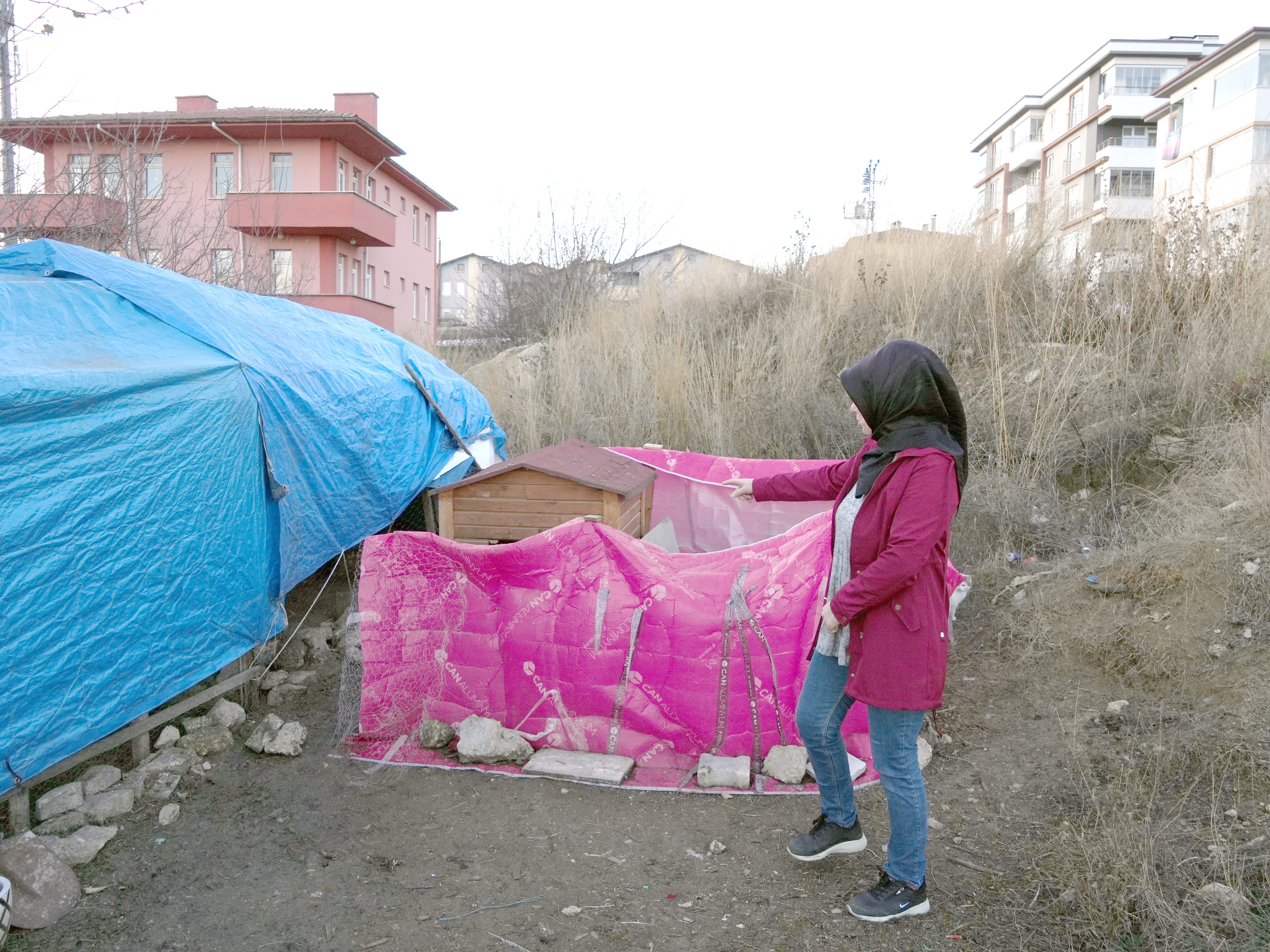 Kastamonu'da çiftlik hayali kuran kadının 40 tavuğu sokak köpeklerinin kurbanı oldu (6)