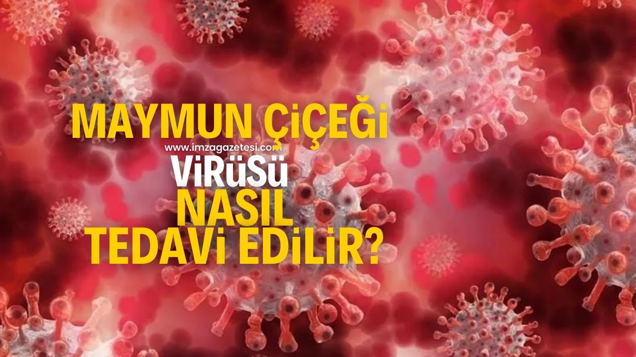 Maymun Çiçeği virüsü nasıl tedavi edilir? Belirtileri neler? Evcil hayvanlar risk altında mı?