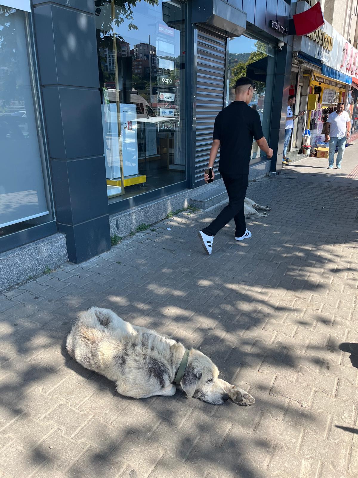 Sıcaktan Bunalınca Mağaza Girişini Mesken Tuttular!Zonguldak Haberleri (3)