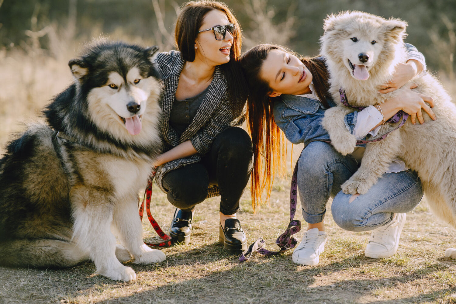 Köpekleri Mutlu Etmenin Yolları