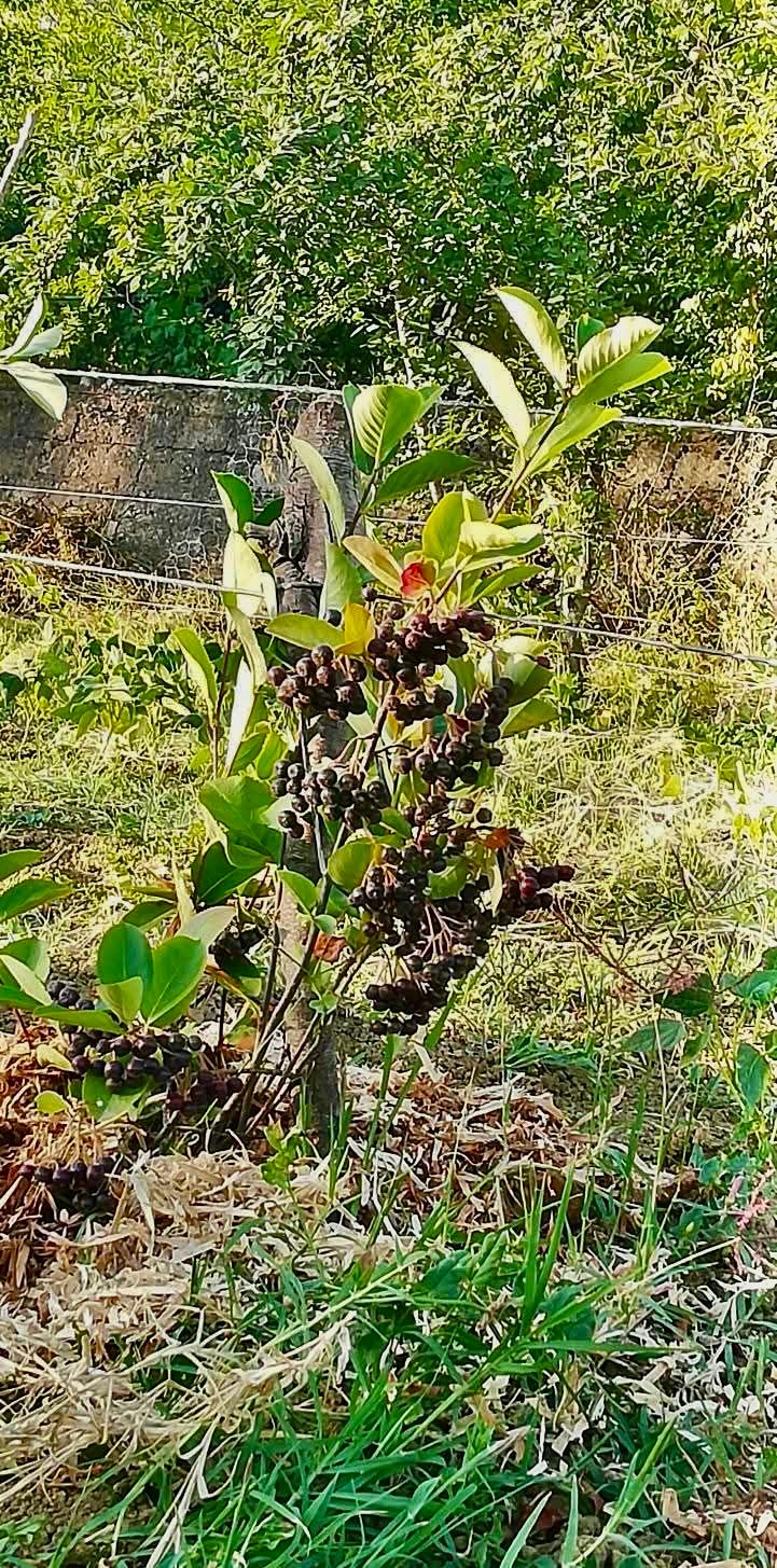 Whatsapp Image 2025 08 25 At 11.18.38
